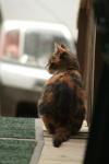 <img100*0:stuff/z/73640/cats%2520reference.4/i1262545651_9.jpg>