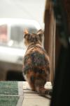 <img100*0:stuff/z/73640/cats%2520reference.4/i1262545652_20.jpg>