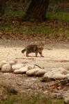 <img100*0:stuff/z/73640/cats%2520reference.4/i1262545652_21.jpg>