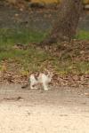 <img100*0:stuff/z/73640/cats%2520reference.4/i1262545652_22.jpg>
