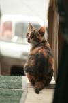 <img100*0:stuff/z/73640/cats%2520reference.4/i1262545652_23.jpg>