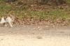 <img100*0:stuff/z/73640/cats%2520reference.4/i1262545652_24.jpg>