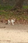 <img100*0:stuff/z/73640/cats%2520reference.4/i1262545652_25.jpg>
