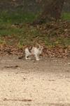 <img100*0:stuff/z/73640/cats%2520reference.4/i1262546056_1.jpg>