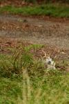 <img100*0:stuff/z/73640/cats%2520reference.4/i1262546056_2.jpg>