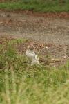 <img100*0:stuff/z/73640/cats%2520reference.4/i1262546056_3.jpg>