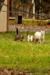 <img100*0:stuff/z/73640/cats%2520reference.4/i1262546056_4.jpg>