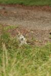 <img100*0:stuff/z/73640/cats%2520reference.4/i1262546056_5.jpg>