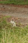 <img100*0:stuff/z/73640/cats%2520reference.4/i1262546056_6.jpg>