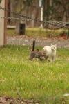<img100*0:stuff/z/73640/cats%2520reference.4/i1262546056_7.jpg>
