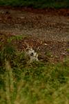 <img100*0:stuff/z/73640/cats%2520reference.4/i1262546056_8.jpg>