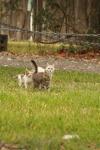 <img100*0:stuff/z/73640/cats%2520reference.4/i1262546057_10.jpg>