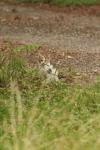 <img100*0:stuff/z/73640/cats%2520reference.4/i1262546057_11.jpg>