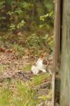 <img100*0:stuff/z/73640/cats%2520reference.4/i1262546057_12.jpg>
