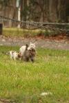<img100*0:stuff/z/73640/cats%2520reference.4/i1262546057_13.jpg>