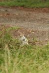 <img100*0:stuff/z/73640/cats%2520reference.4/i1262546057_14.jpg>