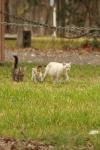 <img100*0:stuff/z/73640/cats%2520reference.4/i1262546057_15.jpg>