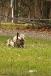 <img100*0:stuff/z/73640/cats%2520reference.4/i1262546057_16.jpg>