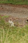 <img100*0:stuff/z/73640/cats%2520reference.4/i1262546057_17.jpg>