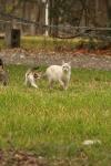 <img100*0:stuff/z/73640/cats%2520reference.4/i1262546057_18.jpg>