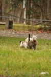 <img100*0:stuff/z/73640/cats%2520reference.4/i1262546057_19.jpg>
