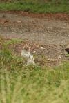 <img100*0:stuff/z/73640/cats%2520reference.4/i1262546057_20.jpg>