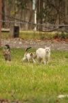 <img100*0:stuff/z/73640/cats%2520reference.4/i1262546057_21.jpg>