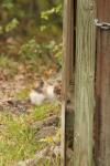 <img100*0:stuff/z/73640/cats%2520reference.4/i1262546057_9.jpg>