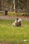 <img100*0:stuff/z/73640/cats%2520reference.4/i1262546058_22.jpg>