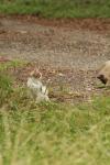 <img100*0:stuff/z/73640/cats%2520reference.4/i1262546058_23.jpg>