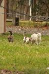 <img100*0:stuff/z/73640/cats%2520reference.4/i1262546058_24.jpg>