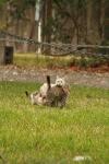<img100*0:stuff/z/73640/cats%2520reference.4/i1262546058_25.jpg>