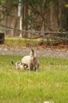<img100*0:stuff/z/73640/cats%2520reference.4/i1262546464_1.jpg>
