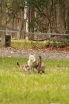 <img100*0:stuff/z/73640/cats%2520reference.4/i1262546464_2.jpg>