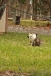 <img100*0:stuff/z/73640/cats%2520reference.4/i1262546464_3.jpg>