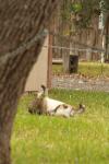 <img100*0:stuff/z/73640/cats%2520reference.4/i1262546465_10.jpg>