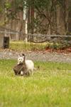 <img100*0:stuff/z/73640/cats%2520reference.4/i1262546465_11.jpg>