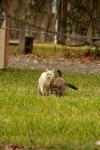 <img100*0:stuff/z/73640/cats%2520reference.4/i1262546465_12.jpg>