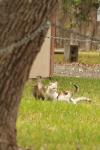 <img100*0:stuff/z/73640/cats%2520reference.4/i1262546465_13.jpg>