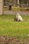 <img100*0:stuff/z/73640/cats%2520reference.4/i1262546465_14.jpg>