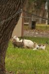 <img100*0:stuff/z/73640/cats%2520reference.4/i1262546465_4.jpg>