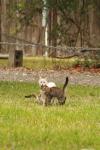 <img100*0:stuff/z/73640/cats%2520reference.4/i1262546465_5.jpg>
