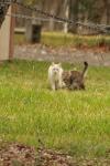<img100*0:stuff/z/73640/cats%2520reference.4/i1262546465_6.jpg>