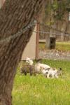 <img100*0:stuff/z/73640/cats%2520reference.4/i1262546465_7.jpg>