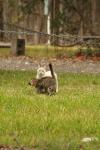 <img100*0:stuff/z/73640/cats%2520reference.4/i1262546465_8.jpg>