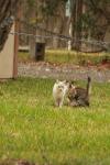 <img100*0:stuff/z/73640/cats%2520reference.4/i1262546465_9.jpg>