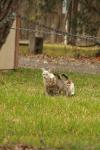 <img100*0:stuff/z/73640/cats%2520reference.4/i1262546466_15.jpg>