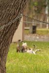 <img100*0:stuff/z/73640/cats%2520reference.4/i1262546466_16.jpg>