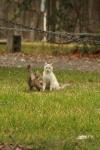 <img100*0:stuff/z/73640/cats%2520reference.4/i1262546466_17.jpg>