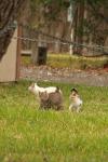 <img100*0:stuff/z/73640/cats%2520reference.4/i1262546466_18.jpg>